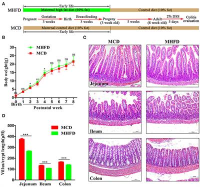 Maternal High Fat Diet Alters Gut Microbiota of Offspring and Exacerbates DSS-Induced Colitis in Adulthood